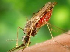 Targeting sperm protection in mosquitoes could help combat malaria